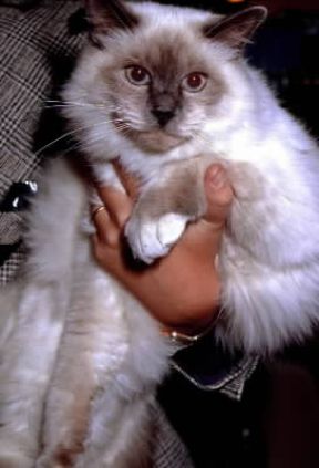 Gatto birmano.De Agostini Picture Library Gatto birmano.De Agostini Picture Library