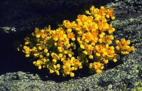 Ginestrina. Esemplare di Lotus corniculatus.De Agostini Picture Library/G. Sioën Ginestrina. Esemplare di Lotus corniculatus.De Agostini Picture Library/G. Sioën