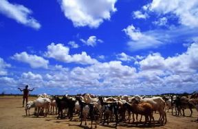 Mali. Mandrie di ovini al pascolo; il Paese ha un patrimonio zootecnico tra i piÃ¹ ricchi dell'Africa occidentale.De Agostini Picture Library/L. Romano