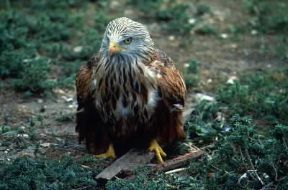 Nibbio reale (Milvus milvus).De Agostini Picture Library / C. Galasso Nibbio reale (Milvus milvus).De Agostini Picture Library / C. Galasso