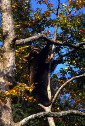 Orso . Esemplare di orso bruno europeo.De Agostini Picture Library/L. Ramires Orso . Esemplare di orso bruno europeo.De Agostini Picture Library/L. Ramires