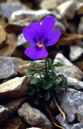 Viola (Viola dubyana).De Agostini Picture Library/E. Martini Viola (Viola dubyana).De Agostini Picture Library/E. Martini