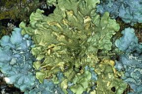 Lobaria. Esemplari di Lobaria scrobiculata.De Agostini Picture Library/M. Giovanoli