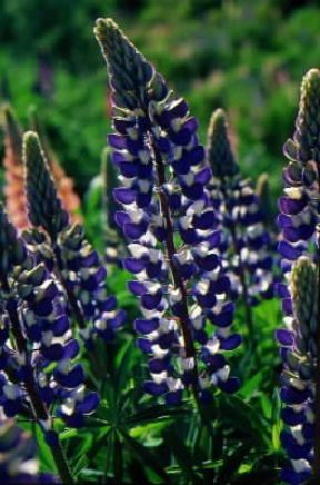 Lupino. Infiorescenze di Lupinus polyphyllus.De Agostini Picture Library/G. Sioën Lupino. Infiorescenze di Lupinus polyphyllus.De Agostini Picture Library/G. Sioën