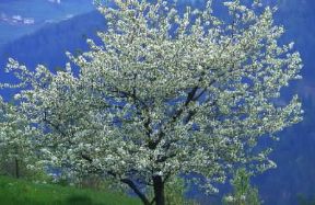Pero (Pyrus communis) in fiore.De Agostini Picture Library/G. Cappelli Pero (Pyrus communis) in fiore.De Agostini Picture Library/G. Cappelli