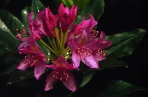Rododendro. Fiore della pianta.De Agostini Picture Library / A. Vergani Rododendro. Fiore della pianta.De Agostini Picture Library / A. Vergani