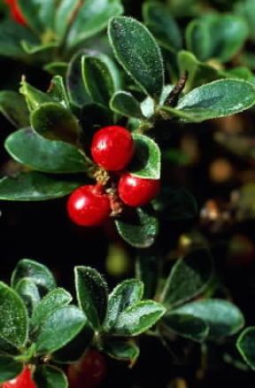Uva di monte (Vaccinium vitis-idaea).De Agostini Picture Library/E. Bertaggia Uva di monte (Vaccinium vitis-idaea).De Agostini Picture Library/E. Bertaggia