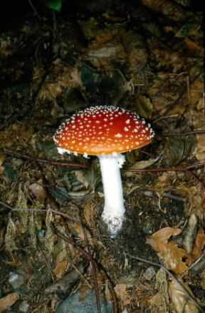 Amanita. Amanita muscaria.De Agostini Picture Library/M. Giovanoli Amanita. Amanita muscaria.De Agostini Picture Library/M. Giovanoli