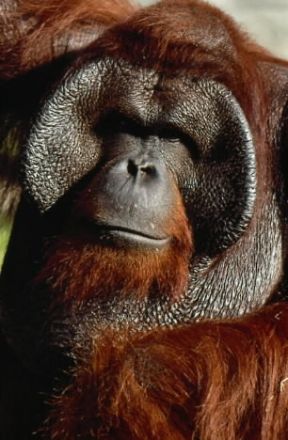Orango. Primo piano di un esemplare di orango (Pongo Pygmaeus).De Agostini Picture Library Orango. Primo piano di un esemplare di orango (Pongo Pygmaeus).De Agostini Picture Library