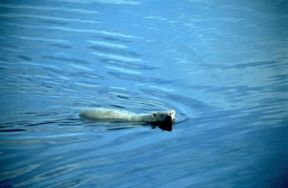 Orso. Esemplare di orso bianco (Ursus Thalassarctos). Orso. Esemplare di orso bianco (Ursus Thalassarctos).