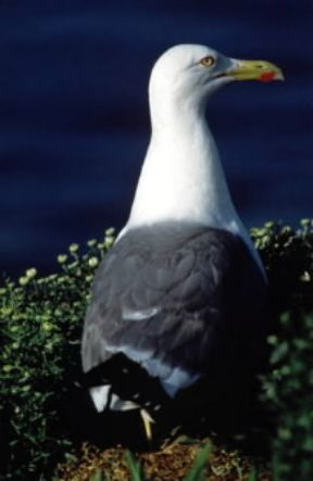 Becco. Esemplare di gabbiano reale (Larus argentatus) durante la cova.De Agostini Picture Library/G. Cappelli Becco. Esemplare di gabbiano reale (Larus argentatus) durante la cova.De Agostini Picture Library/G. Cappelli
