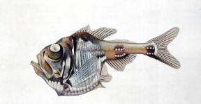 Ascia d'argento. Esemplare di ascia d'argento (Argyropelecus hemigymnus).De Agostini Picture Library Ascia d'argento. Esemplare di ascia d'argento (Argyropelecus hemigymnus).De Agostini Picture Library