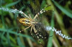 Ragno. Esemplare di Argiope bruennichi, animale solitario come la maggior parte delle tremila specie dei ragni.De Agostini Picture Library/F. Bertola Ragno. Esemplare di Argiope bruennichi, animale solitario come la maggior parte delle tremila specie dei ragni.De Agostini Picture Library/F. Bertola