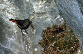 Codirosso. Esemplare di codirosso spazzacamino (Phoenicurus ochuros).De Agostini Picture Library/D. Cambi Codirosso. Esemplare di codirosso spazzacamino (Phoenicurus ochuros).De Agostini Picture Library/D. Cambi