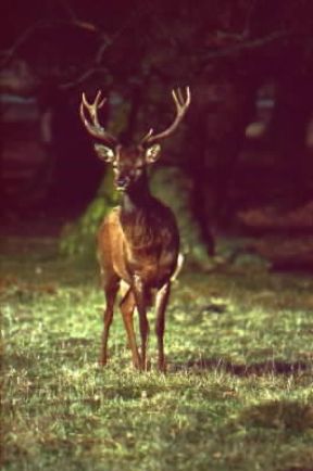 Cervo europeo (Cervus elaphus).De Agostini Picture Library/A. Calegari Cervo europeo (Cervus elaphus).De Agostini Picture Library/A. Calegari
