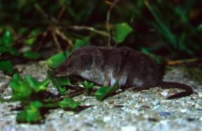 Crocidura leucodon. De Agostini Picture Library / A. Calegari
