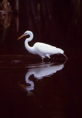 Garzetta (Cosmerodius albus).De Agostini Picture Library/G. Cappelli Garzetta (Cosmerodius albus).De Agostini Picture Library/G. Cappelli