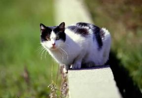 Gatto domestico, uno degli animali di più recente domesticazione.De Agostini Picture Library/A. Calegari Gatto domestico, uno degli animali di più recente domesticazione.De Agostini Picture Library/A. Calegari