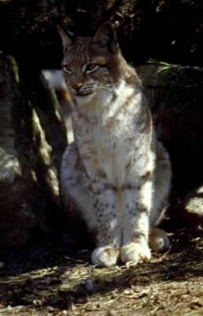 Lince europea (Lynx lynx).De Agostini Picture Library/A. Calegari Lince europea (Lynx lynx).De Agostini Picture Library/A. Calegari