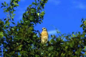 Poiana dalle spalle rosse (Buteo lineatus).De Agostini Picture Library/G. Cappelli Poiana dalle spalle rosse (Buteo lineatus).De Agostini Picture Library/G. Cappelli