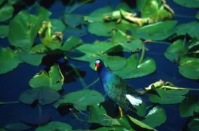 Pollo sultano americano (Porphyrula martinica).De Agostini Picture Library/G. Cappelli