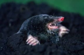 Talpa. Esemplare di Talpa europaea.De Agostini Picture Library/A. Calegari