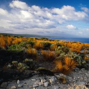 Australia. Veduta del parco naturale di Flinders Chase nell'Isola dei Canguri.De Agostini Picture Library / P. Jaccod Australia. Veduta del parco naturale di Flinders Chase nell'Isola dei Canguri.De Agostini Picture Library / P. Jaccod