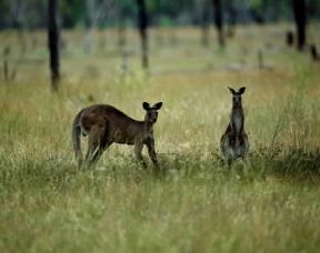 Canguro grigio (Macropus giganteus).De Agostini Picture Library/P. Jaccod Canguro grigio (Macropus giganteus).De Agostini Picture Library/P. Jaccod