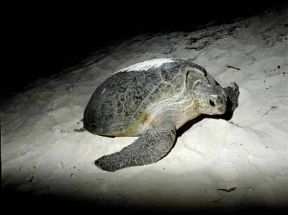 Cheloniidi. Esemplare di testuggine franca (Chelonia mydas).De Agostini Picture Library/P. Jaccod Cheloniidi. Esemplare di testuggine franca (Chelonia mydas).De Agostini Picture Library/P. Jaccod