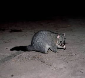 Falangerini. Tricosuro volpino (Trichosurus vulpecula).De Agostini Picture Library/P. Jaccod Falangerini. Tricosuro volpino (Trichosurus vulpecula).De Agostini Picture Library/P. Jaccod