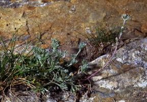 GenepÃ¬ (Artemisia genepi).De Agostini Picture Library/F. Bertola