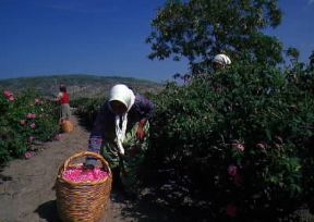 Turchia. Raccolta delle rose a Isparta.De Agostini Picture Library/G. SioÃ«n