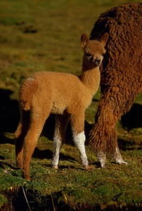 Alpaca . (Lama pacos)De Agostini Picture Library/M. Bertinetti Alpaca . (Lama pacos)De Agostini Picture Library/M. Bertinetti