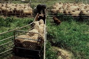 Australia. Allevamento di pecore merinos.De Agostini Picture Library/N. Cirani Australia. Allevamento di pecore merinos.De Agostini Picture Library/N. Cirani