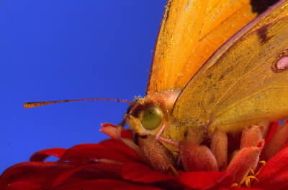 Farfalla. Esemplare di Colia australe in cui sono ben visibili gli occhi.De Agostini Picture Library/E. Alzati Farfalla. Esemplare di Colia australe in cui sono ben visibili gli occhi.De Agostini Picture Library/E. Alzati