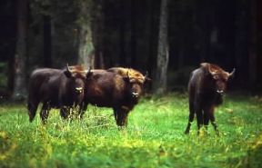 Foresta di Bialowieska . Esemplari di bisonte europeo nel Parco Nazionale istituito nella Foresta.De Agostini Picture Library/G. Cappelli Foresta di Bialowieska . Esemplari di bisonte europeo nel Parco Nazionale istituito nella Foresta.De Agostini Picture Library/G. Cappelli