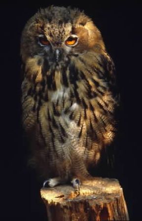 Gufo reale (Bubo bubo).De Agostini Picture Library / A. Calegari