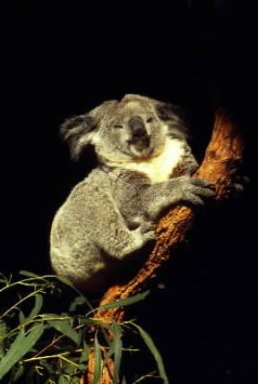 Koala (Phascolarctos cinereus).De Agostini Picture Library/N. Cirani Koala (Phascolarctos cinereus).De Agostini Picture Library/N. Cirani