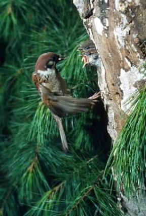 Passero . Un esemplare di Passer domesticus.De Agostini Picture Library/F. Bertola Passero . Un esemplare di Passer domesticus.De Agostini Picture Library/F. Bertola