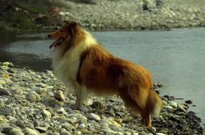 Pastore . Esemplare di Pastore scozzese o collie.De Agostini Picture Library/C. Pozzoni Pastore . Esemplare di Pastore scozzese o collie.De Agostini Picture Library/C. Pozzoni