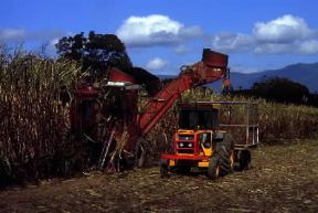Queensland. Il taglio della canna da zucchero a Edmonton; l'agricoltura è una delle risorse economiche più importanti della popolazione.De Agostini Picture Library/N. Cirani Queensland. Il taglio della canna da zucchero a Edmonton; l'agricoltura è una delle risorse economiche più importanti della popolazione.De Agostini Picture Library/N. Cirani