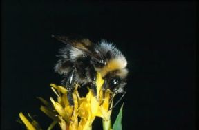 Bombo. Esemplare di Bombus terrestris.De Agostini Picture Library/F. Bertola