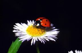 Coccinellidi. Esemplare di Coccinella septempunctata.De Agostini Picture Library/F. Bertola Coccinellidi. Esemplare di Coccinella septempunctata.De Agostini Picture Library/F. Bertola