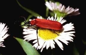 Coleotteri. Pyrochroa coccinea.De Agostini Picture Library / F. Bertola Coleotteri. Pyrochroa coccinea.De Agostini Picture Library / F. Bertola