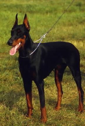 Dobermann. De Agostini Picture Library/C. Pozzoni Dobermann. De Agostini Picture Library/C. Pozzoni