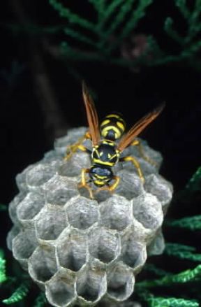 Imenotteri . Esemplare di Vespa polistes.De Agostini Picture Library/F. Bertola Imenotteri . Esemplare di Vespa polistes.De Agostini Picture Library/F. Bertola