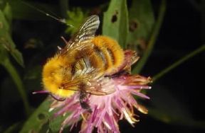 Imenotteri . Esemplare di Bombus terrestris.De Agostini Picture Library/F. Bertola Imenotteri . Esemplare di Bombus terrestris.De Agostini Picture Library/F. Bertola