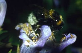 Imenotteri . Esemplare di Bombus terrestris.De Agostini Picture Library/ F. Bertola Imenotteri . Esemplare di Bombus terrestris.De Agostini Picture Library/ F. Bertola