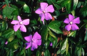 Pervinca (Vinca minor).De Agostini Picture Library/F. Bertola Pervinca (Vinca minor).De Agostini Picture Library/F. Bertola