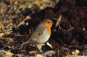 Pettirosso (Erithacus rubecula).De Agostini Picture Library/L. Cremascoli Pettirosso (Erithacus rubecula).De Agostini Picture Library/L. Cremascoli